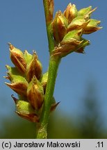 Carex pilulifera (turzyca pigułkowata)