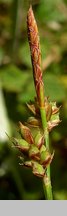 Carex pilulifera (turzyca pigułkowata)