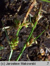 Carex pilulifera (turzyca pigułkowata)