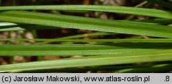 Carex pilulifera (turzyca pigułkowata)