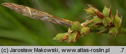 Carex pilulifera (turzyca pigułkowata)