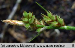 Carex pilulifera (turzyca pigułkowata)