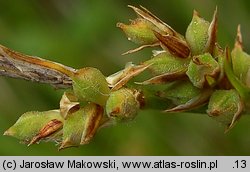 Carex pilulifera (turzyca pigułkowata)