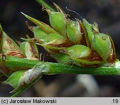 Carex pilulifera (turzyca pigułkowata)