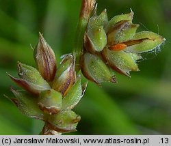 Carex pilulifera (turzyca pigułkowata)