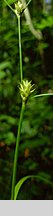 Carex remota (turzyca rzadkokłosa)