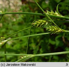 Carex remota (turzyca rzadkokłosa)