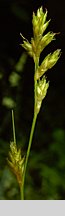 Carex remota (turzyca rzadkokłosa)