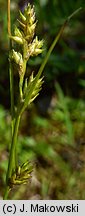 Carex remota (turzyca rzadkokłosa)