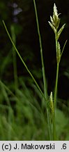 Carex remota (turzyca rzadkokłosa)