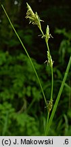 Carex remota (turzyca rzadkokłosa)