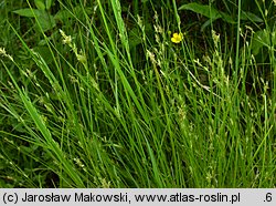 Carex remota (turzyca rzadkokłosa)