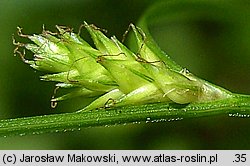 Carex remota (turzyca rzadkokłosa)