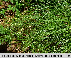 Carex remota (turzyca rzadkokłosa)