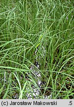 Carex rostrata