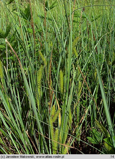 Carex rostrata