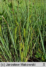 Carex rostrata