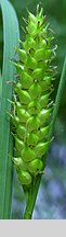 Carex rostrata