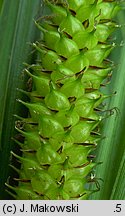 Carex rostrata