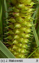 Carex rostrata