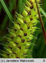 Carex rostrata