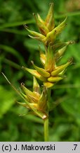 Carex spicata (turzyca ściśniona)