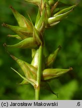 Carex spicata (turzyca ściśniona)