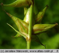 Carex spicata (turzyca ściśniona)