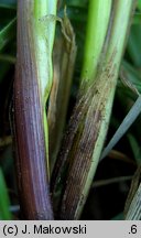 Carex spicata (turzyca ściśniona)