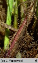 Carex spicata (turzyca ściśniona)