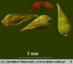 Carex spicata (turzyca ściśniona)