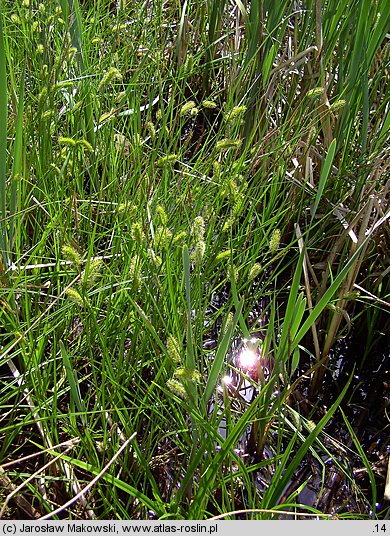 Carex vesicaria