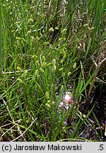 Carex vesicaria