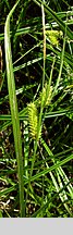 Carex vesicaria