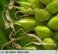 Carex vesicaria