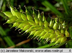 Carex vesicaria