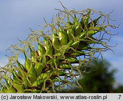 Carex vesicaria