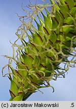 Carex vesicaria