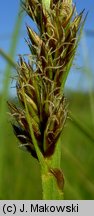 Carex vulpina (turzyca lisia)