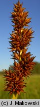 Carex vulpina (turzyca lisia)