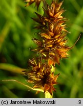 Carex vulpina (turzyca lisia)