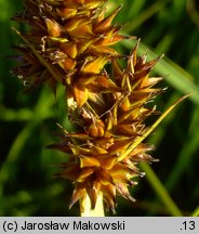 Carex vulpina (turzyca lisia)