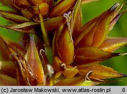 Carex vulpina (turzyca lisia)