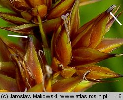 Carex vulpina (turzyca lisia)