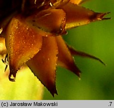 Carex vulpina (turzyca lisia)