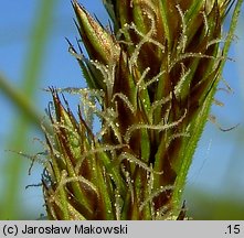 Carex vulpina (turzyca lisia)