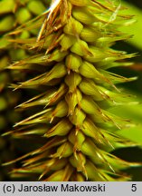 Carex pseudocyperus (turzyca nibyciborowata)