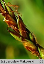 Carex pulicaris (turzyca pchla)