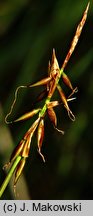 Carex pulicaris (turzyca pchla)