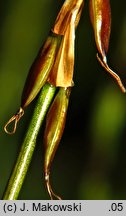 Carex pulicaris (turzyca pchla)